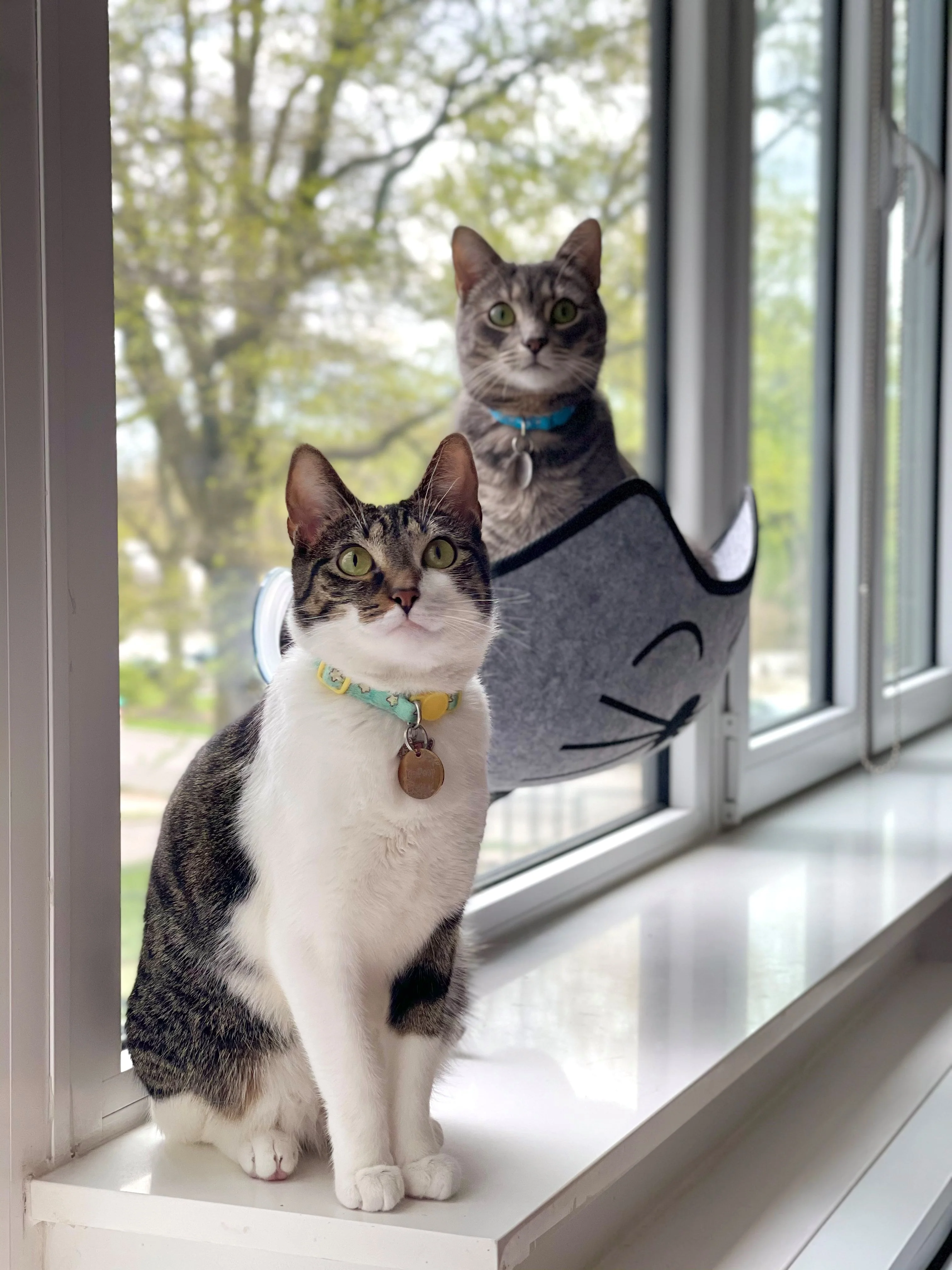 K&H EZ Mount Kittyface Window Bed - Image 11