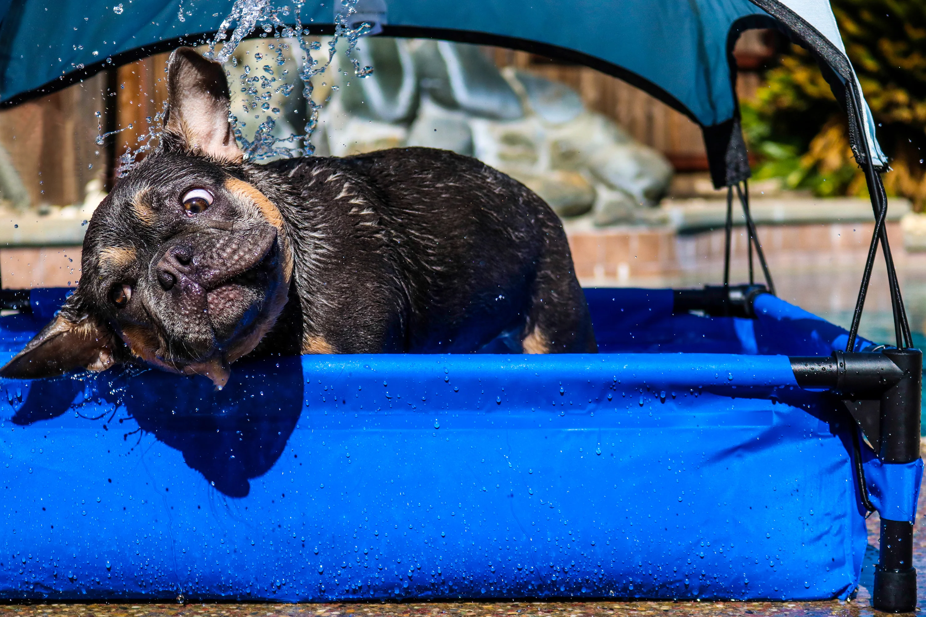 K&H Dog Pool & Pet Bath - Image 10
